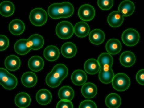 3d rendered close up of dividing cells