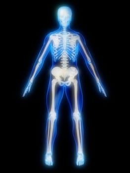 3d rendered anatomy illustration of a human glowing skeleton