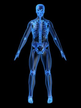 3d rendered anatomy illustration of a human skeleton