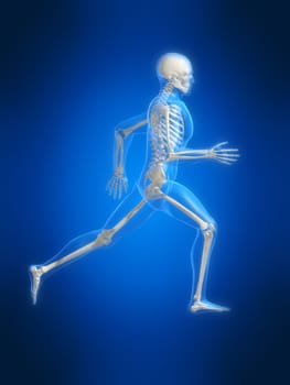 3d rendered anatomy illustration of a running skeleton