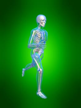 3d rendered anatomy illustration of a running skeleton
