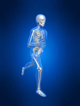 3d rendered anatomy illustration of a running skeleton