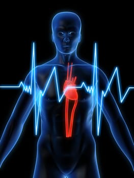 3d rendered anatomy illustration of a human shape with a heartbeat