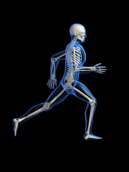 3d rendered anatomy illustration of a running skeleton