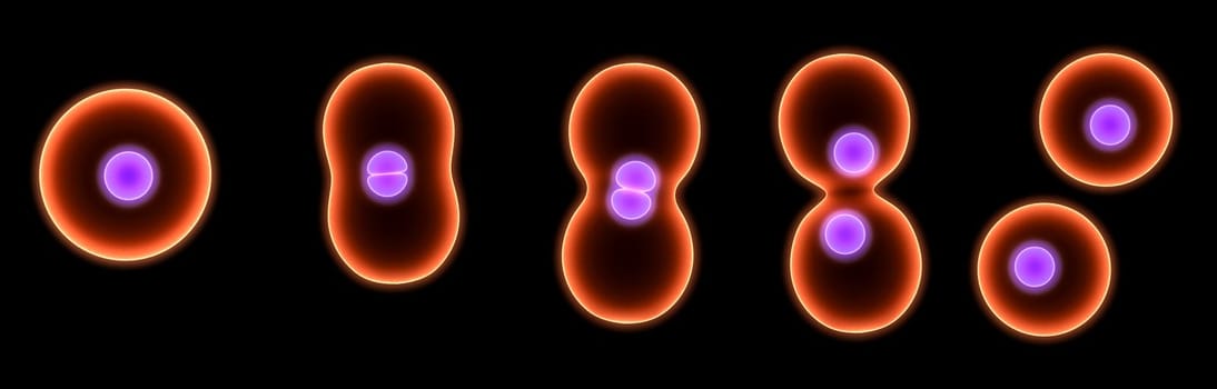 3d rendered close up of dividing cells