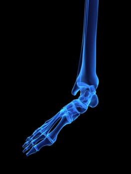3d rendered x-ray illustration of a human foot