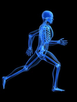 3d rendered anatomy illustration of a running skeleton