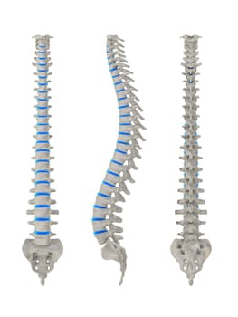 3d rendered anatomy illustration from different signs of a spine