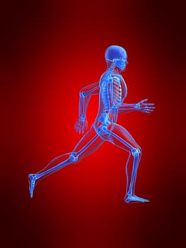 3d rendered anatomy illustration of a running skeleton