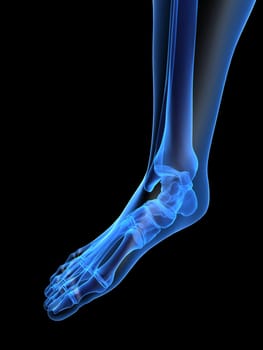 3d rendered x-ray illustration of a human skeletal foot