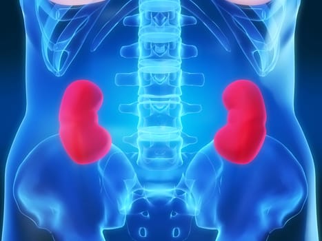 3d rendered anatomy illustration of highlighted kidneys