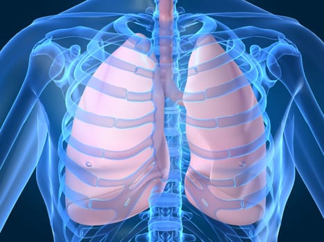 3d rendered anatomy illustration of a human chest with lung