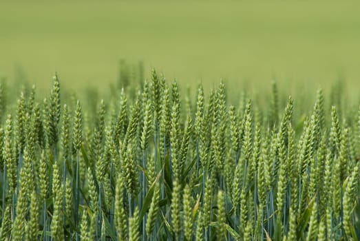 corn field up close with shallow dof