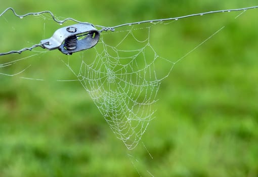 close-up of a spiderweb over a lush green background