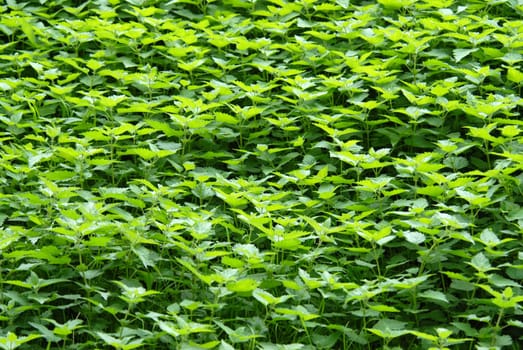 Green background of nettles