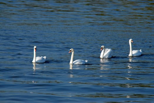 Four swans in a row on the surface of a lake