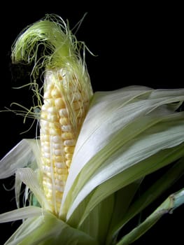 Fresh corn on the cob on a black background.