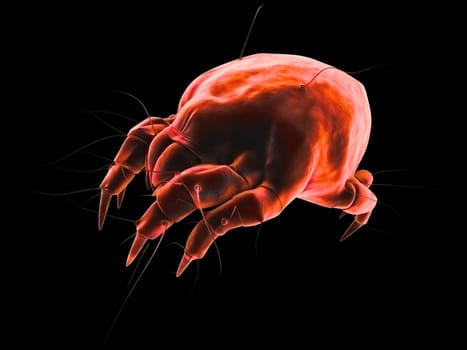 3d rendered illustration of an isolated mite