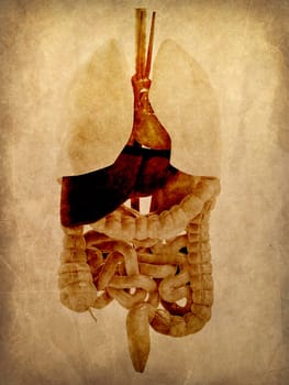 3d rendered illustration of an old paper with human organs