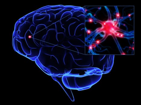 3d rendered anatomy illustration of a human brain with a neuron cell