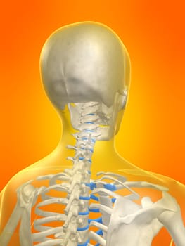 3d rendered anatomy illustration of a skeletal human neck