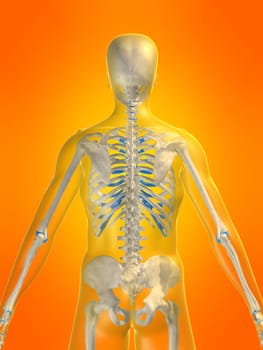3d rendered anatomy illustration of a human skeleton