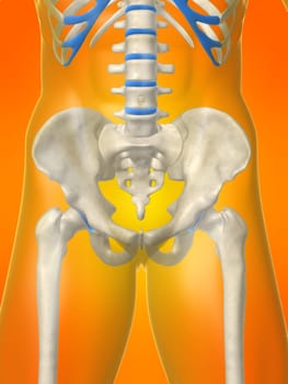3d rendered anatomy illustration of a human skeletal hip