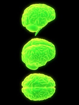 3d rendered anatomy illustration from different signs of a human brain