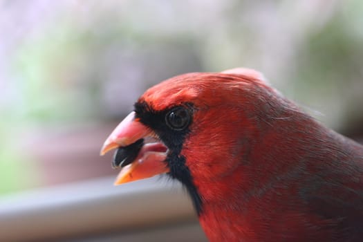 Macro closeup of Cardinal.