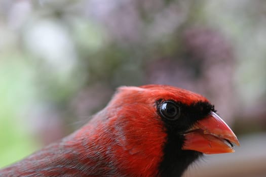 Macro closeup of Cardinal.