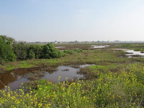 wetlands in southern california