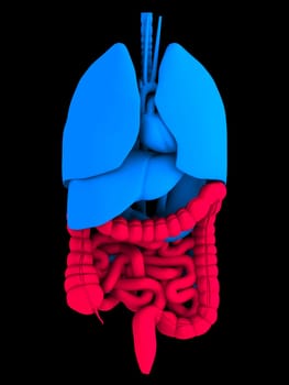 3d rendered anatomy illustration of human organs with red intestines
