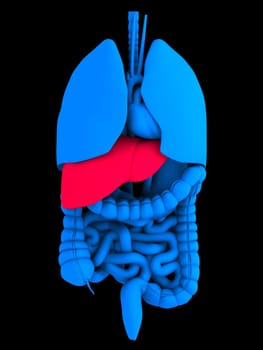 3d rendered anatomy illustration of human organs with red liver