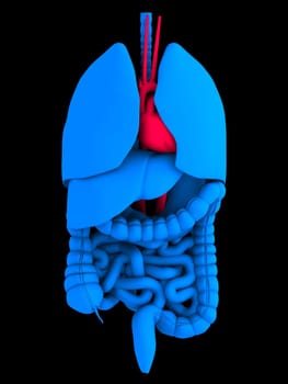3d rendered anatomy illustration of human organs with red heart