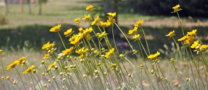 Close up of flowers