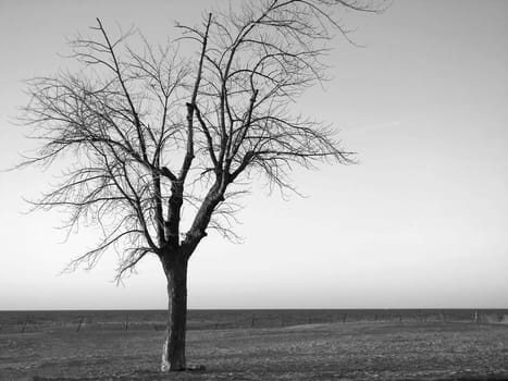 Beech tree on the winter beach.