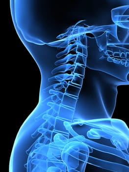 3d rendered x-ray illustration of a human neck and head