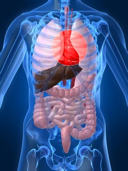 3d rendered anatomy illustration of human organs with a highlighted heart