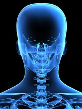 3d rendered x-ray illustration of a skeletal human back