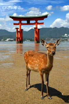 Deer on beach in front of a Shinto gateway (torii) in water