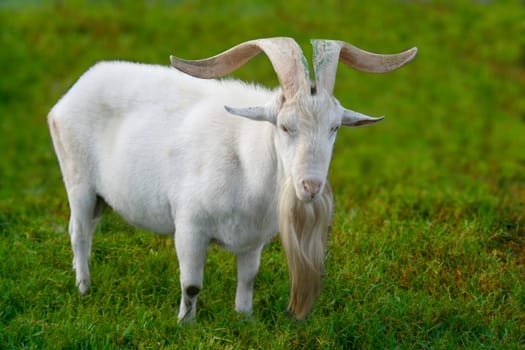 White male long-bearded goat grazing