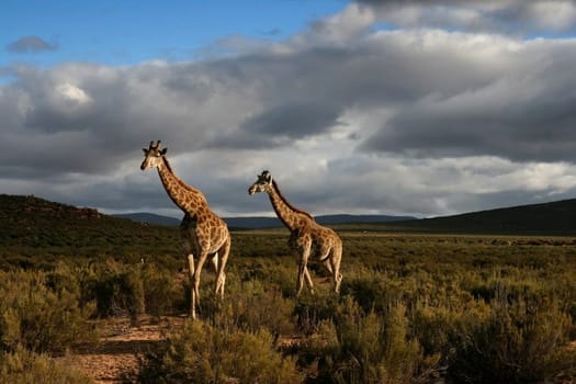 Male and female giraffe walking through the South African planes
