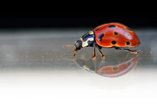 Ladybug on glass with reflection