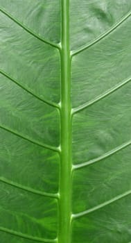 Photo of leaf structure in a garden