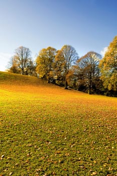 Leaf covered Park on a stunning Bright Autumnal Day in Northumberland England