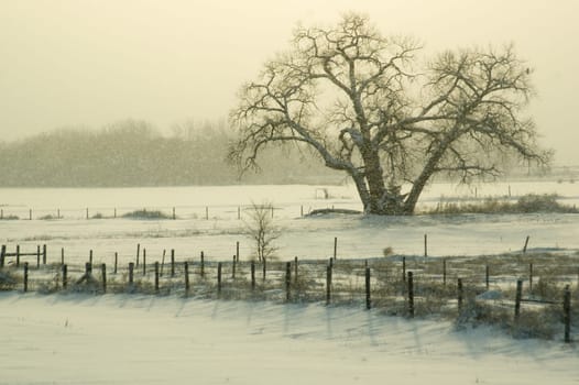 A tree in a snow storm lit by morning sun light