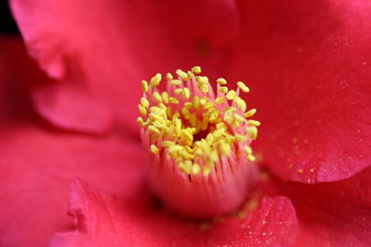 Bright yellow flower petals, macro close.