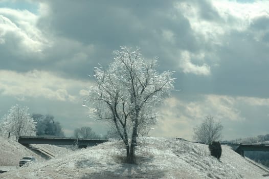 Ice laden tree