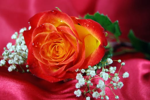 Water droplets on a bright rose on red satin fabric.