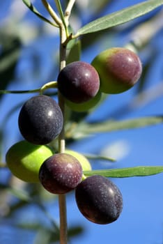 Olives Of The South Zone Of Portugal.